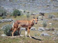 Bale Mountains National Park, The Ethiopian wolf (Canis simensis), is a canine native to the Ethiopian Highlands.