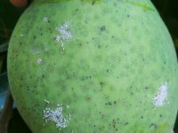 White mango scale na plodu